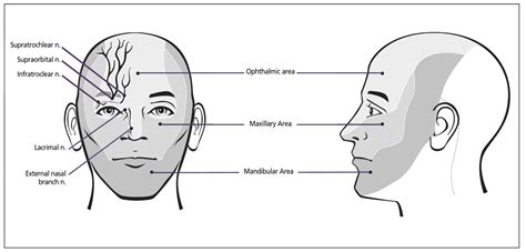 Complete Ophthalmoplegia With Pupillary Involvement As An Initial