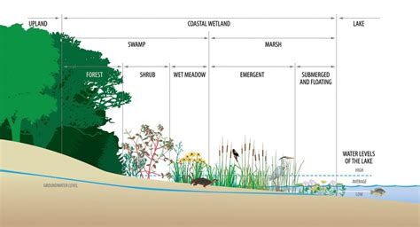 Emergent Wetland