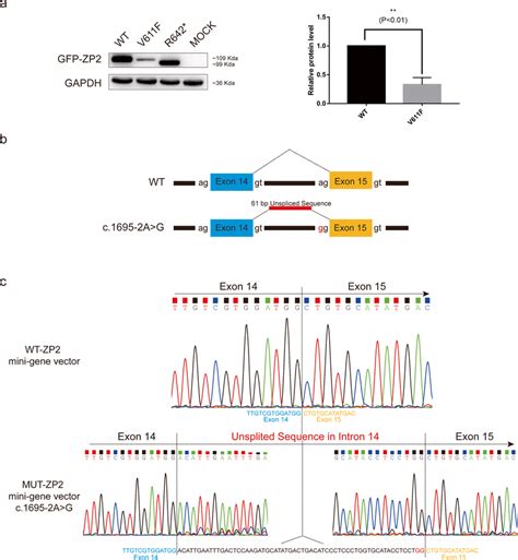 Mutation Schematic Of Ssr4 Mutations And Western Blot Analysis From