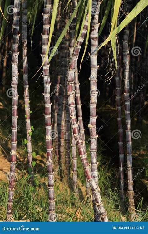 Sugarcane Plants Stock Image | CartoonDealer.com #39426421