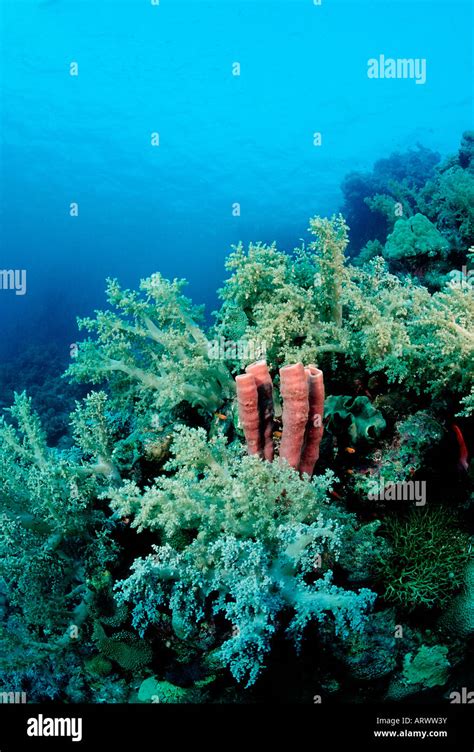 Sponge Between Soft Corals Red Sea Sudan Stock Photo Alamy