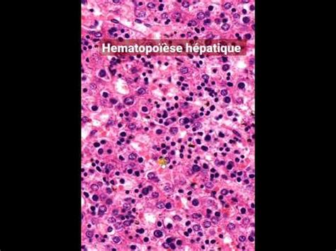 Foie H Matopo Se Extramedullaire Physiologique Shorts Histology