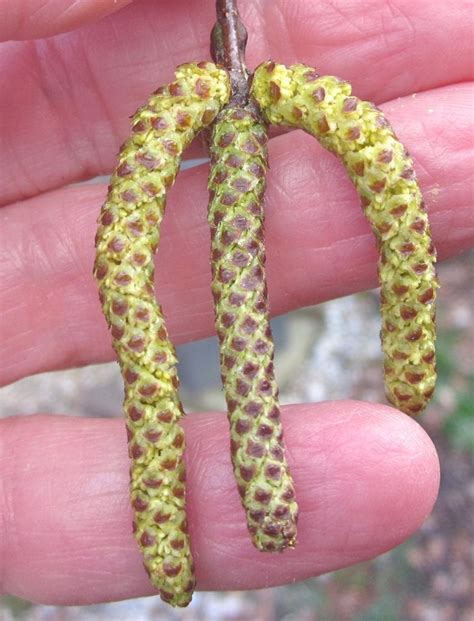 Catkins Tree Guide Uk Tree Identification By Catkins