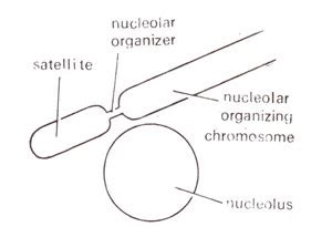 Nucleolus Physical Basis Of Heredity The Nucleus And The Chromosome