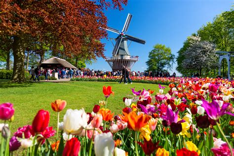 Il Parco Keukenhof In Olanda E La Fioritura Dei Tulipani