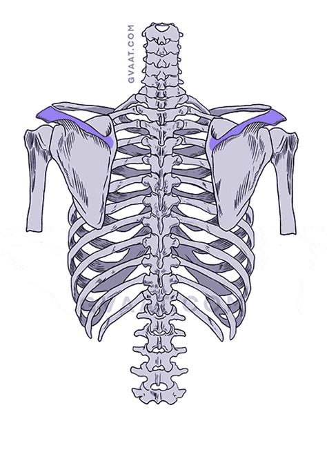 How To Draw A Human Spine - Preferencething Cafezog