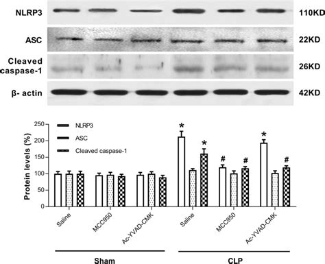 MCC950 Or Ac YVAD CMK Inhibited The Activation Of NLRP3 Caspase 1