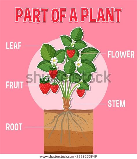 Diagram Showing Parts Plant Illustration Stock Vector (Royalty Free ...