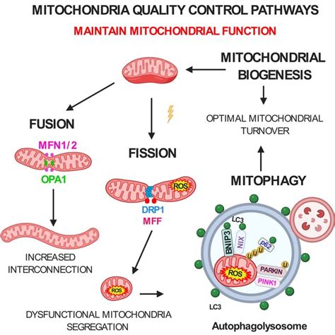 Mitochondria Quality Control Pathways Maintain Mitochondrial Function