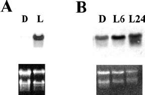 Accumulation Of Arabidopsis DXR Protein Induced By Fosmidomycin One