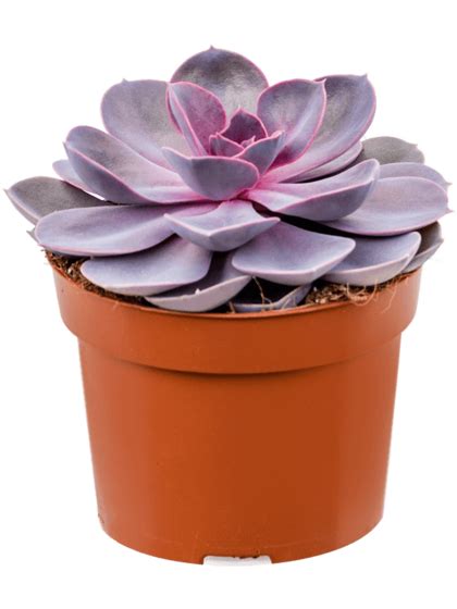 Echeveria Purple Pearl Emirgan Botanik