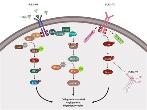 6 Schematic Of WT And ITD FLT3 Signalling Binding Of FLT3 Ligand To