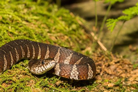 Facts About Water Snakes Live Science