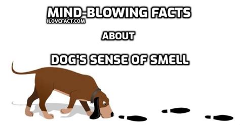 Mind Blowing But True Facts About A Dogs Sense Of Smell I Love Facts