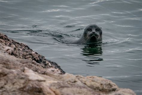 Icy Determination On The Trail Of The Baikal Seal