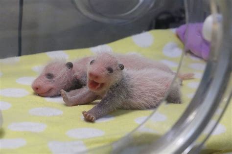 Giant Panda Cubs Born at Toronto Zoo - ZooBorns