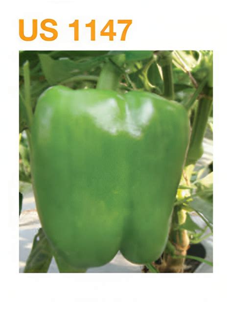 Basf Nunhems Us 1147 F1 Hybrid Sweet Pepper Seeds Cultree India