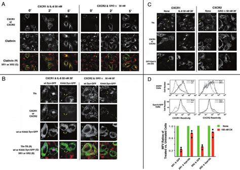 Agonist Bound Cxcr1 And Cxcr2 Were Endocytosed Rapidly Via Ccvs In A