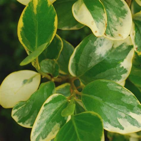 Griselinia Littoralis Variegata