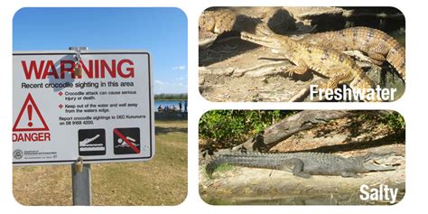 Crocodiles in Australia - Everthing you have to know