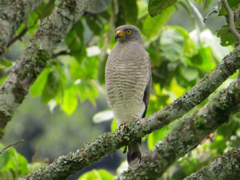 Rupornis Magnirostris Gavilán Pollero Gavilán Caminero Roadside Hawk