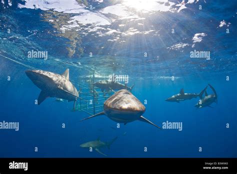 Galapagos Sharks Carcharhinus Galapagensis Oahu Pacific Ocean Hawaii