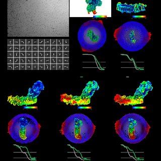 Figure Supplement Representative Cryo Em Map Densities Examples Of