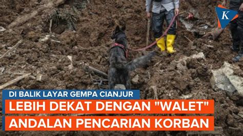 Cerita Walet Anjing K 9 Temukan 10 Korban Gempa Cianjur YouTube