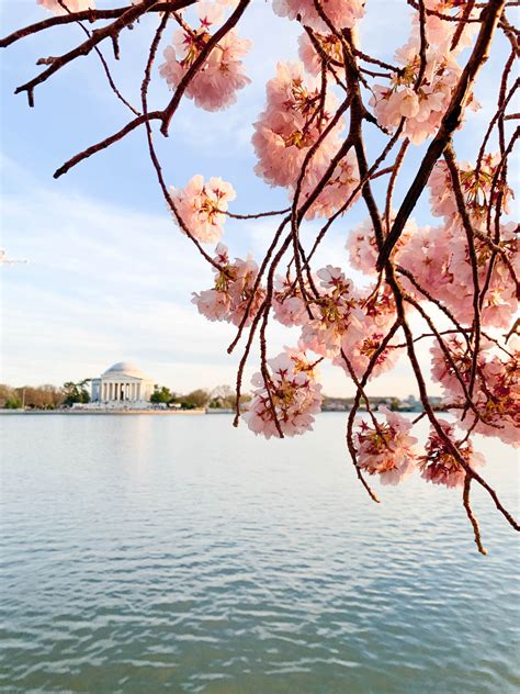 Washington, DC Cherry Blossoms | A Touch of Teal