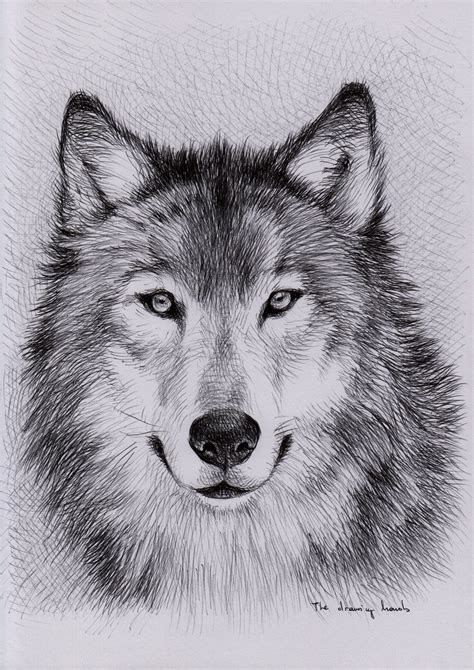 Free Wolf Drawings, Download Free Wolf Drawings png images, Free ClipArts on Clipart Library