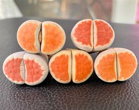 Live Plant Lithops Karasmontana V Red Top 0 4rare Succulents Living