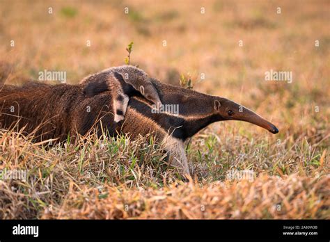 Giant Anteater Baby