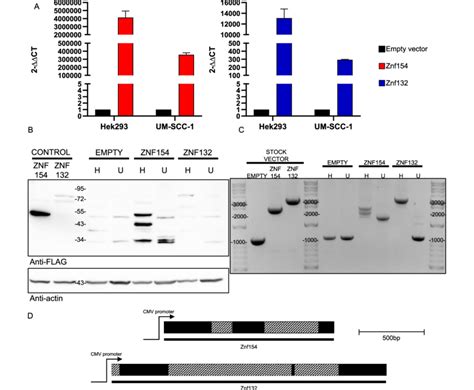 A Assessment Of Znf And Znf Transcripts In Hek And Um Scc