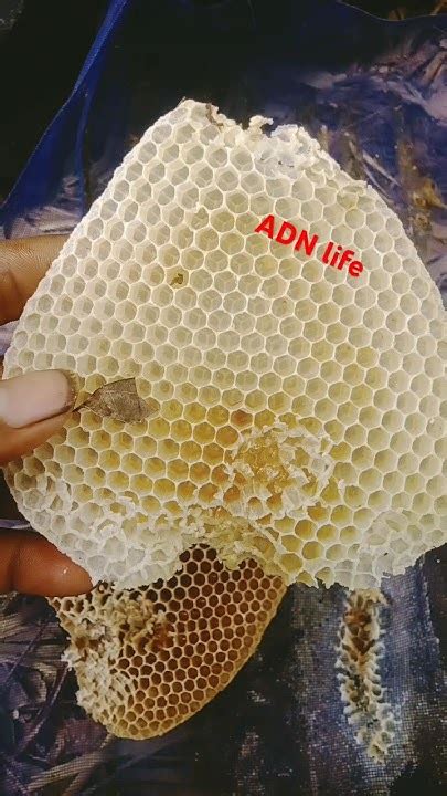 Bee Honey Farming 🐝 Subscribe More Videos Honey Shorts Viral Youtube