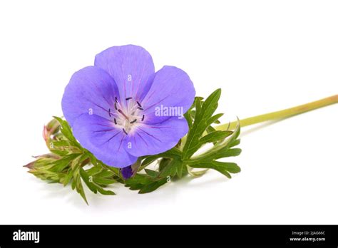 Flor de geranio aislada sobre fondo blanco Fotografía de stock Alamy