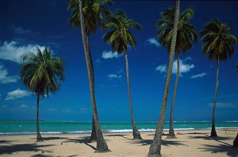 Strand Seven Seas Palmen Puerto Rico Bild Kaufen 70009983