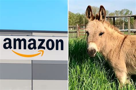 Amazon customers horrified to find 'donkey meat in their dietary ...