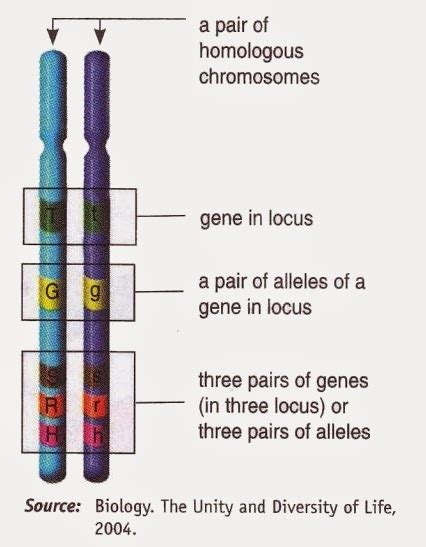 Gene Is Located Inside Chromosome New Science Biology