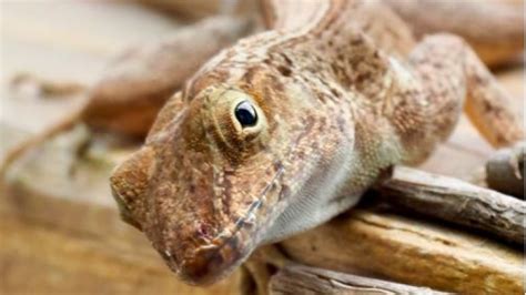 City lizards are just built different — right down to their DNA | CBC Radio