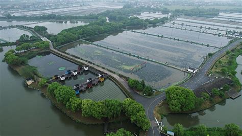 Huzhou l élevage des crabes des rivières favorise le développement