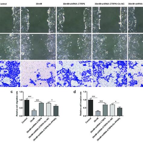 The Ability Of Cell Migration And Invasion Was Assessed Using A Wound