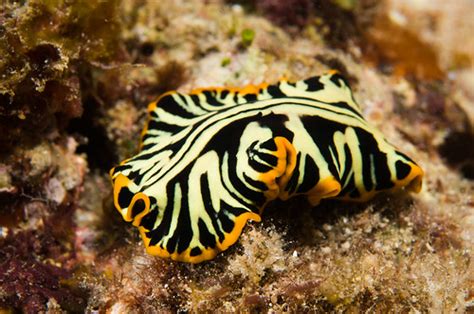 Tiger Flatworm Chuck Babbitt Flickr