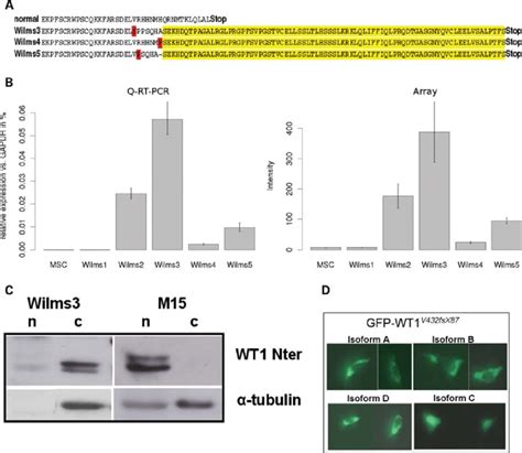 Wt Cells With Wt1 Mutations Express Wt1 Protein A Amino Acid