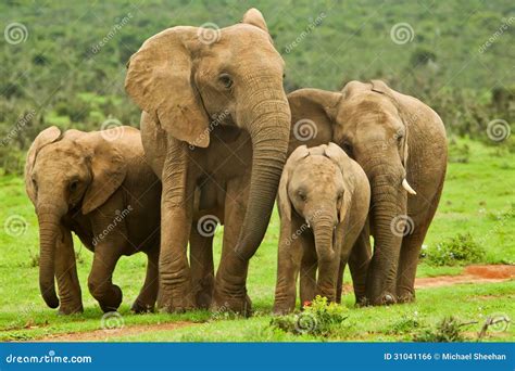 Elephant family stock photo. Image of family, bull, wildlife - 31041166