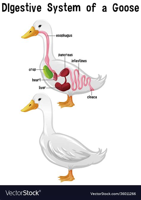 Anatomy Of A Goose Untitled Goose Game Poster | ubicaciondepersonas ...