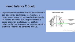 Cavidades De La Cara Pdf Anatomia Uasd Ppt