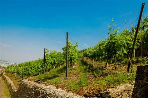 Vineyard On Hill And Old City With Red Roofs On Horizon Stock Photo