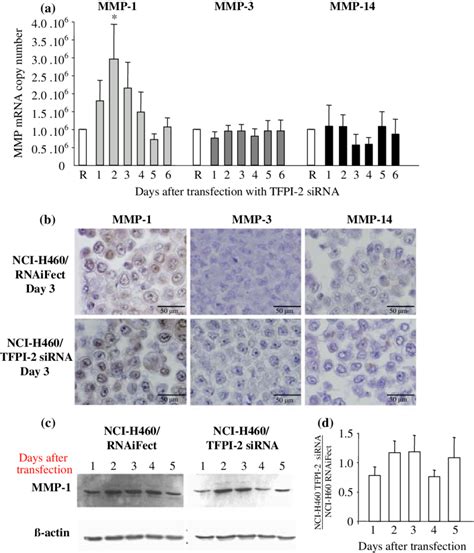 Effects Of Tfpi Sirna On Mmp A Quantification Of Mmp And