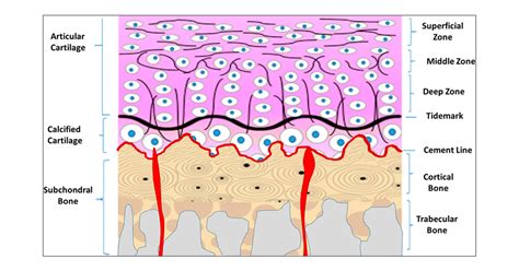 Osteochondral Interface Regenerative Engineering And Challenges Acs