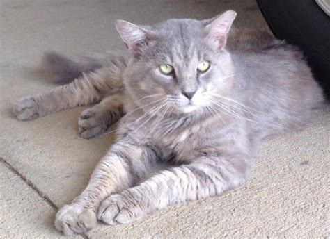 Houdini - Handsome DLH Gray Adult Male Cat for Adoption for Sale in ...